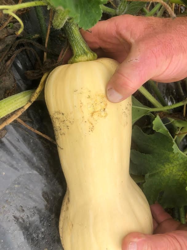 danni agricoltura reggio guastalla bassa grandine CIA 26 7 2021 (2)