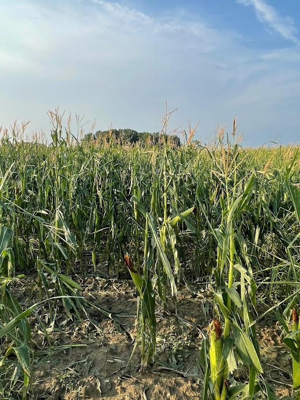 danni agricoltura reggio guastalla bassa grandine CIA 26 7 2021 (3)