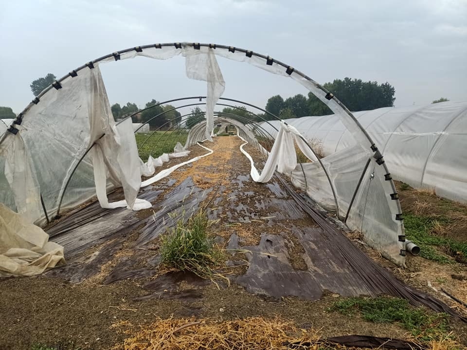 danni agricoltura reggio guastalla bassa grandine CIA 26 7 2021 (5)