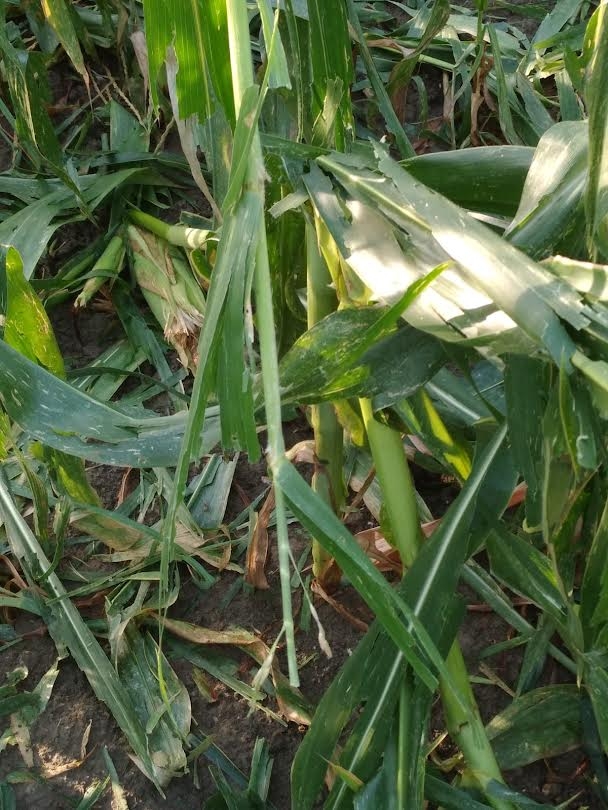 danni agricoltura reggio guastalla bassa grandine CIA 26 7 2021 (6)