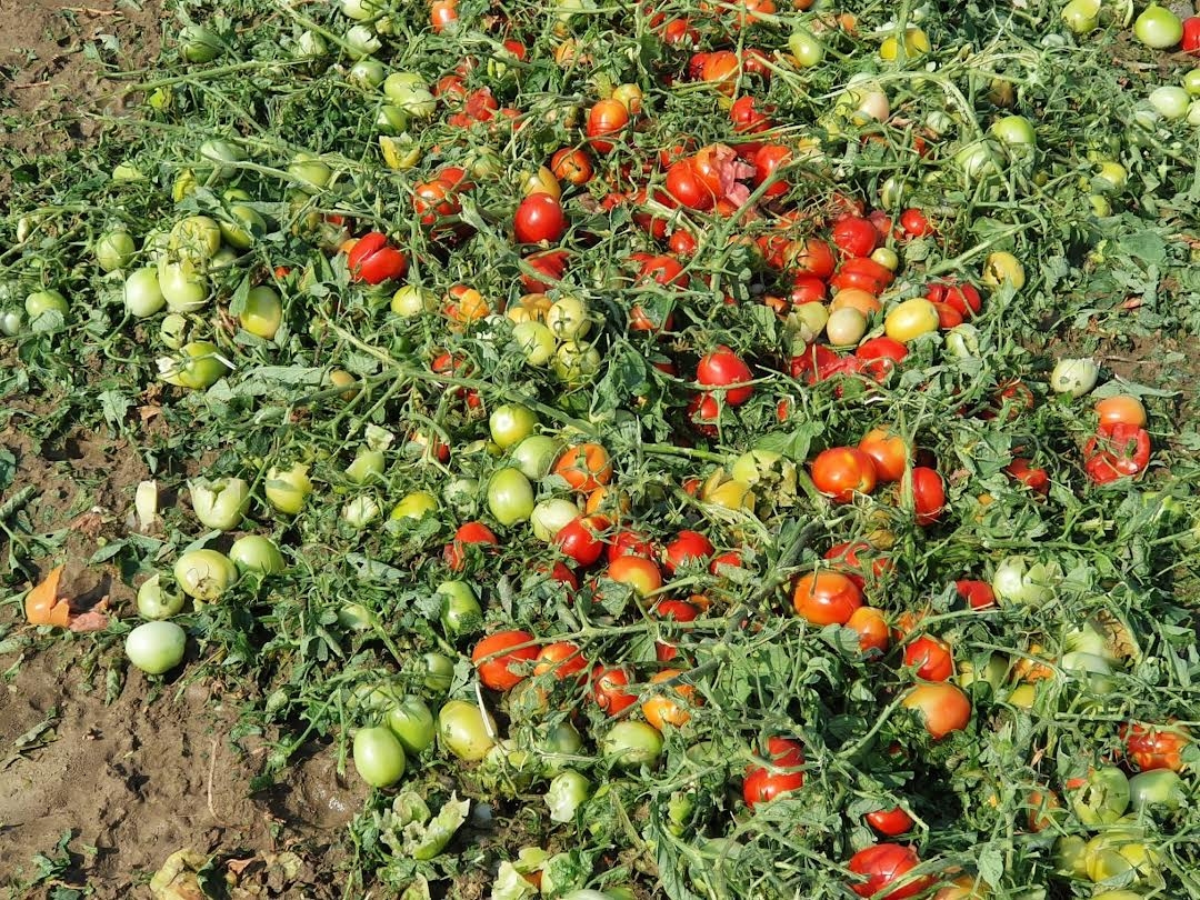 danni agricoltura reggio guastalla bassa grandine CIA 26 7 2021 (7)