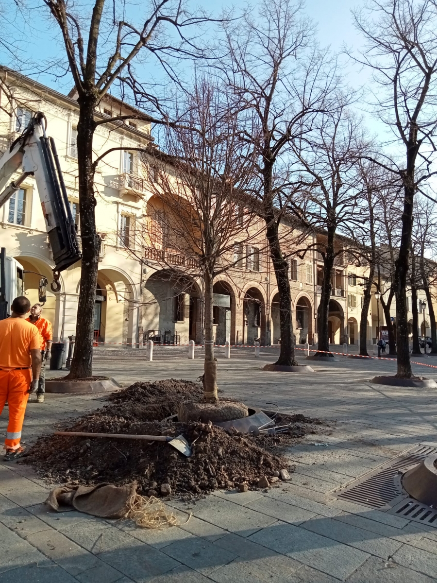 Tigli 2 nuovi (15.2.2023)